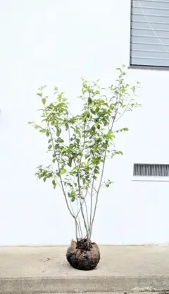 超美形。山採りツゲ(柘植)株立ち2.3M(鉢底から) 超美形。山採りツゲ(柘植)株立ち2.3M(鉢底から) - メルカリ