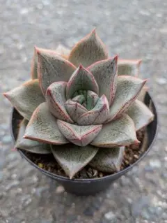 ツナミ錦 抜き苗 多肉植物 エケベリア 色斑入り - メルカリ
