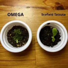 ビカクシダ スコフィールドタツタ Scofield tatsuta 胞子培養 ビカクシダ スコフィールドタツタ ＆ Mr.oat 2種セット 胞子培養