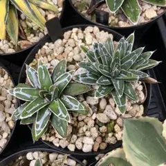 2026年最新】アガベ姫笹の雪の人気アイテム - メルカリ