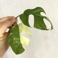 メル60857様 リクエスト 2点 まとめ商品