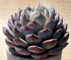 み*り様 2858新入荷　エメラルドワルツ　エケベリア　多肉植物　撮影3月7日