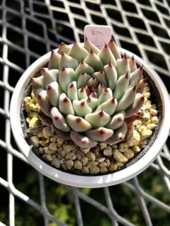 多肉植物エケベリア　ザラゴーサ