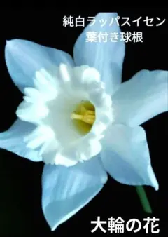 koi様 リクエスト 4点 まとめ商品