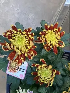 じゅんちゃん様 リクエスト 2点 まとめ商品