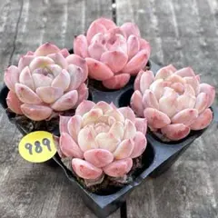 ありっひめ♡様 リクエスト 3点 まとめ商品