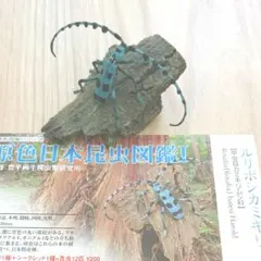 ユージン 原色日本昆虫図鑑Ⅰ ルリボシカミキリ