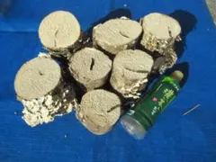 Item thumbnail for item 55d06517-28af-442c-822f-11299d991f11