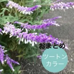 aohayate　@12/15迄お値下中様 リクエスト 2点 まとめ商品