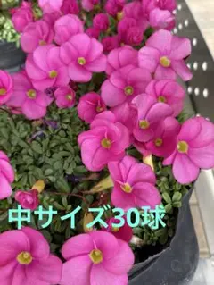 ☆レア☆オキザリス オブツーサ ダマスクローズ 球根 3個 - メルカリ