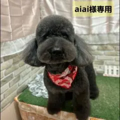 aiai様専用　犬のおやつ 　5点セ