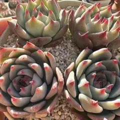 可愛らしいチワワエンシス　4個セット態多肉 エケベリア 抜き苗