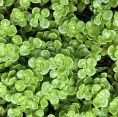 多肉植物　セダム　カット苗　丸葉万年草　マルバマンネングサ