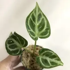 koshi様専用　ゆうパケットポスト　ドラヤキ、ピンクプリンセス、シンゴニウム