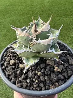 2026年最新】アガベ悪魔くんの人気アイテム - メルカリ