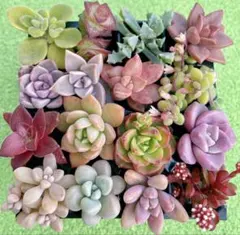 G. 多肉植物 カット苗セット 寄せ植え 詰め合わせ