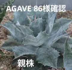 2026年最新】アガベ ブルーブライアンの人気アイテム - メルカリ