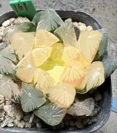 多肉植物　ハオルチア　夏沫オブツーサ錦　鮮明錦　 糊斑のサムネイル