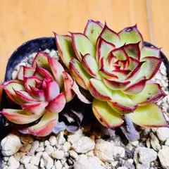 多肉植物 センペルビウム タイガーベイ No.75【赤】 - メルカリ
