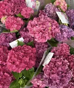 あいらん様　専用ページ