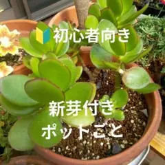 専用ページ購入不可 開運絵画 朱雀 金のなる木(黄金花月) 金運 大吉数入り 専用ページ購入不可 開運絵画 朱雀 金のなる木(黄金花月) 金運