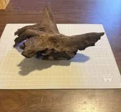 一点物 天然流木 アクアリウム 水槽レイアウト 枝流木 テラリウム