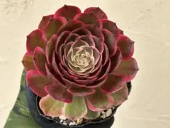 80#多肉植物アエオニウム錦❤️マダラシカ ❤️1大頭12cm拔き苗 - メルカリ
