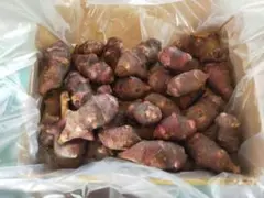 ニャンゴロー様　商談中　 3kg紫の菊芋