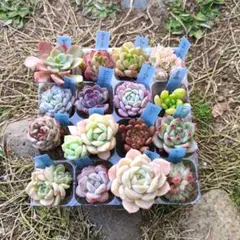 エケベリア 韓国苗 多肉植物 16苗セット 根付き 名前付き 詰め合わせ