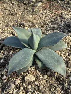 KING & plants様 リクエスト 2点 まとめ商品