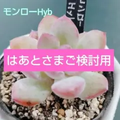 はあとさま ご検討用 モンローHyb ドリームスーツ 根付き 抜き苗