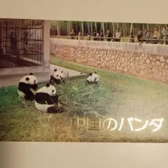 中国のパンダ 広州動物園絵はがき 1977年 6枚組のサムネイル