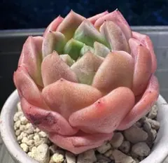 あ*ら様 No.a235新品種　氷翠　エケベリア　多肉植物撮影11月15日