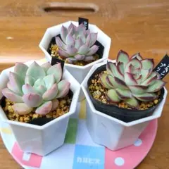 かおるん様 リクエスト 2点 まとめ商品