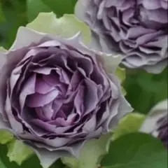 バラ苗　挿し木苗