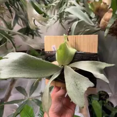 Lepanthes fimbriata - メルカリ