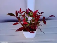 とも様 リクエスト 2点 まとめ商品（南天とスノーフレークの苗）