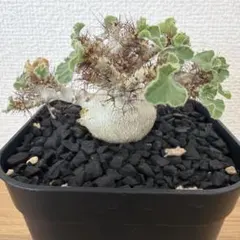 デンドロシキオス ソコトラーナ ソコトラヌス 鉢ごとメルカリ便発送