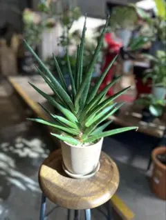 2026年最新】サンセベリア 希少の人気アイテム - メルカリ