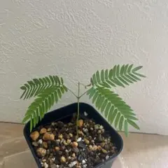 2025年最新】エバーフレッシュ 種の人気アイテム - メルカリ