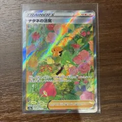 2025年最新】ナタネの活気 sarの人気アイテム - メルカリ