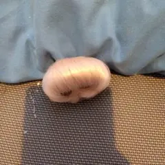 ウィッグ お人形遊び