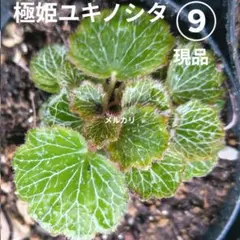 パルダリウム　屋久島　極姫ユキノシタ パルダリウム 屋久島 極姫ユキノシタ - メルカリ