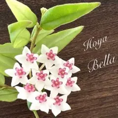 ma様 リクエスト 2点 まとめ商品