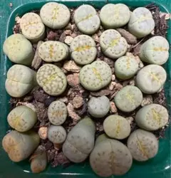 Hrjun様 リクエスト 3点 まとめ商品