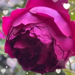 2026年最新】廃盤 バラ苗の人気アイテム - メルカリ