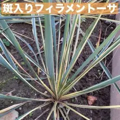 ユッカフィラメントーサ