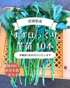茨城県産 さつまいも苗 シルクスイート 10本 予備苗2本です。 - メルカリ