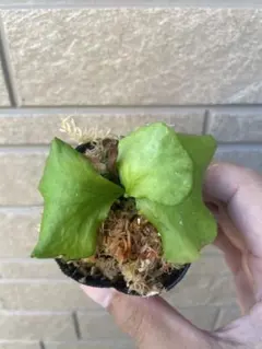 りりこ様 リクエスト 3点 まとめ商品