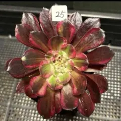 56#観葉植物アエオニウムサラダボール中斑錦1大頭2小頭12cm 拔き苗